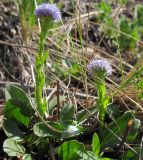 Globularia bisnagarica. Цветущее растение. Республика Татарстан, Бавлинский р-н, каменистый остепнённый склон. 12.05.2010.