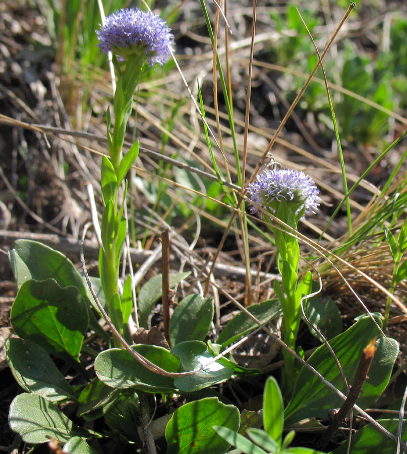 Image of Globularia bisnagarica specimen.