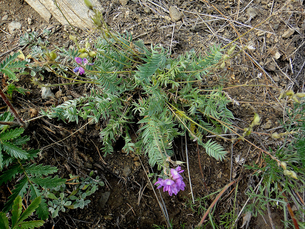 Изображение особи Oxytropis coerulea.