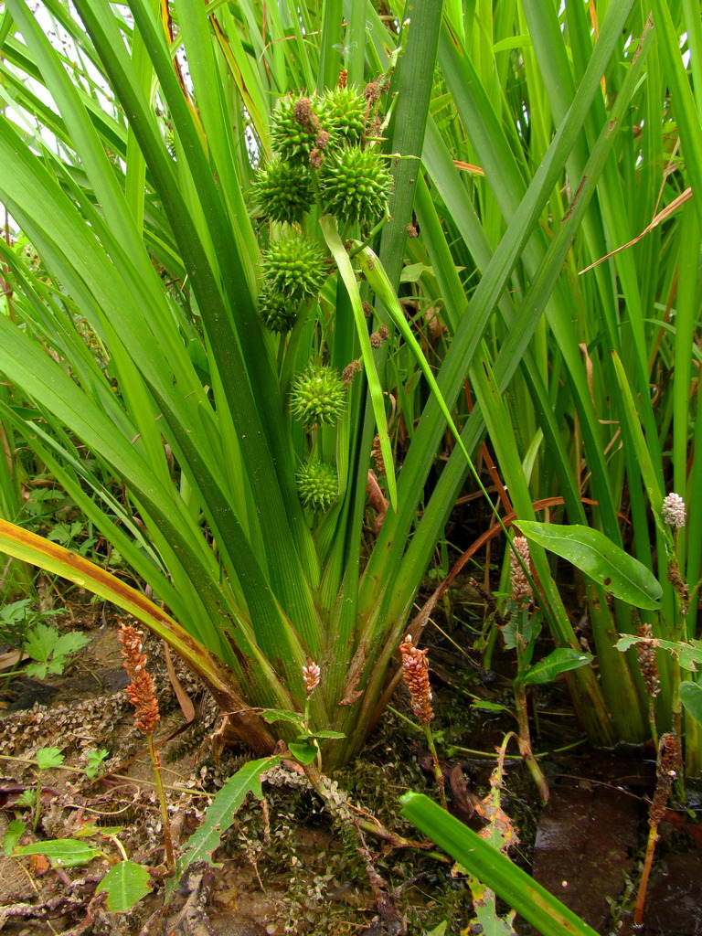 Изображение особи Sparganium erectum.