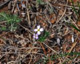 Dontostemon perennis. Цветущее растение. Монголия, аймак Завхан, окр. пос. Сантмаргац, ≈ 1700 м н.у.м., горная степь. 10.06.2017.