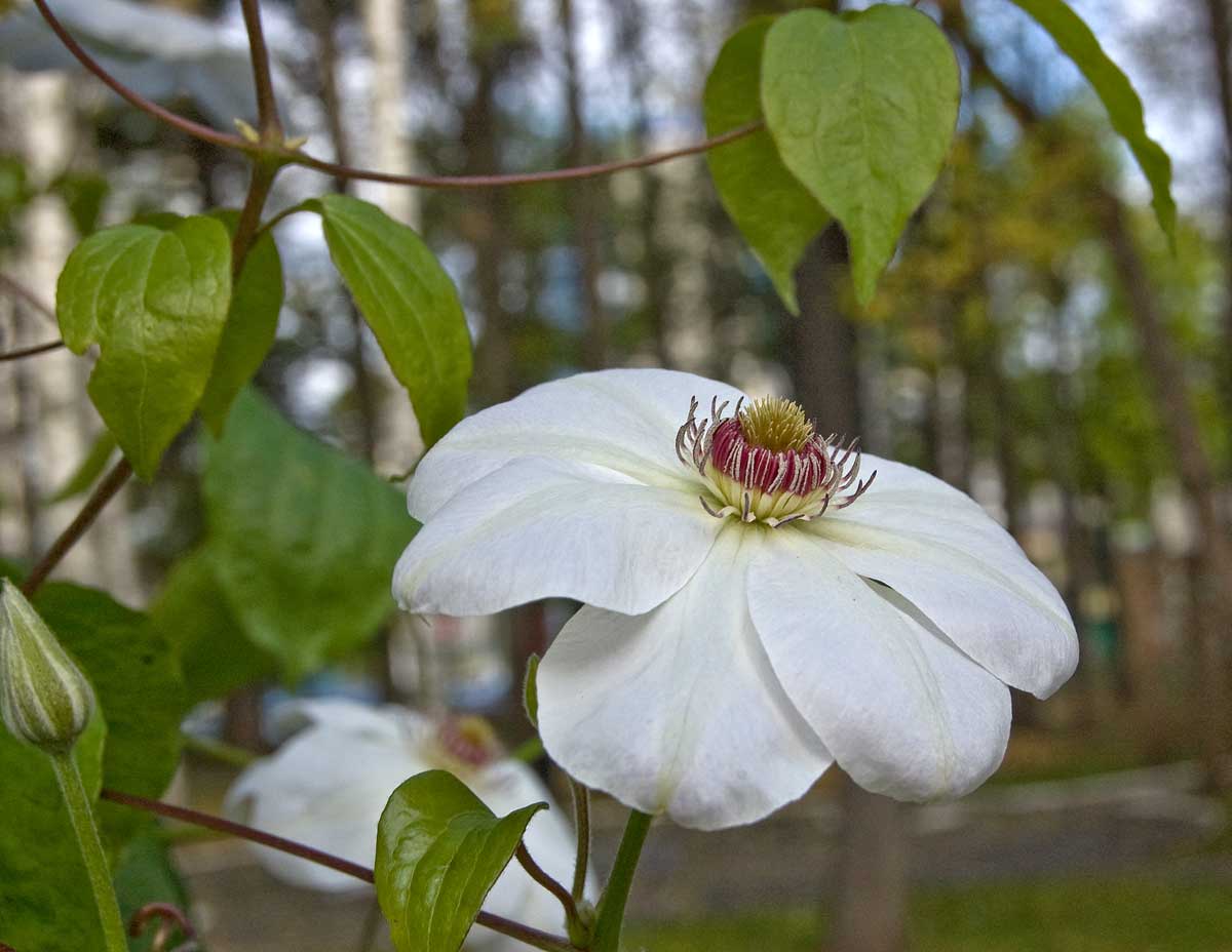 Image of Clematis × jackmanii specimen.