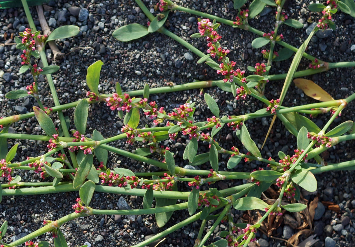 Image of Polygonum aviculare specimen.