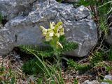 Pedicularis sibthorpii