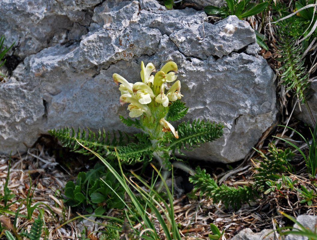 Изображение особи Pedicularis sibthorpii.