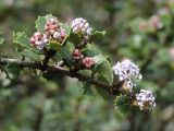 Ceanothus decornutus