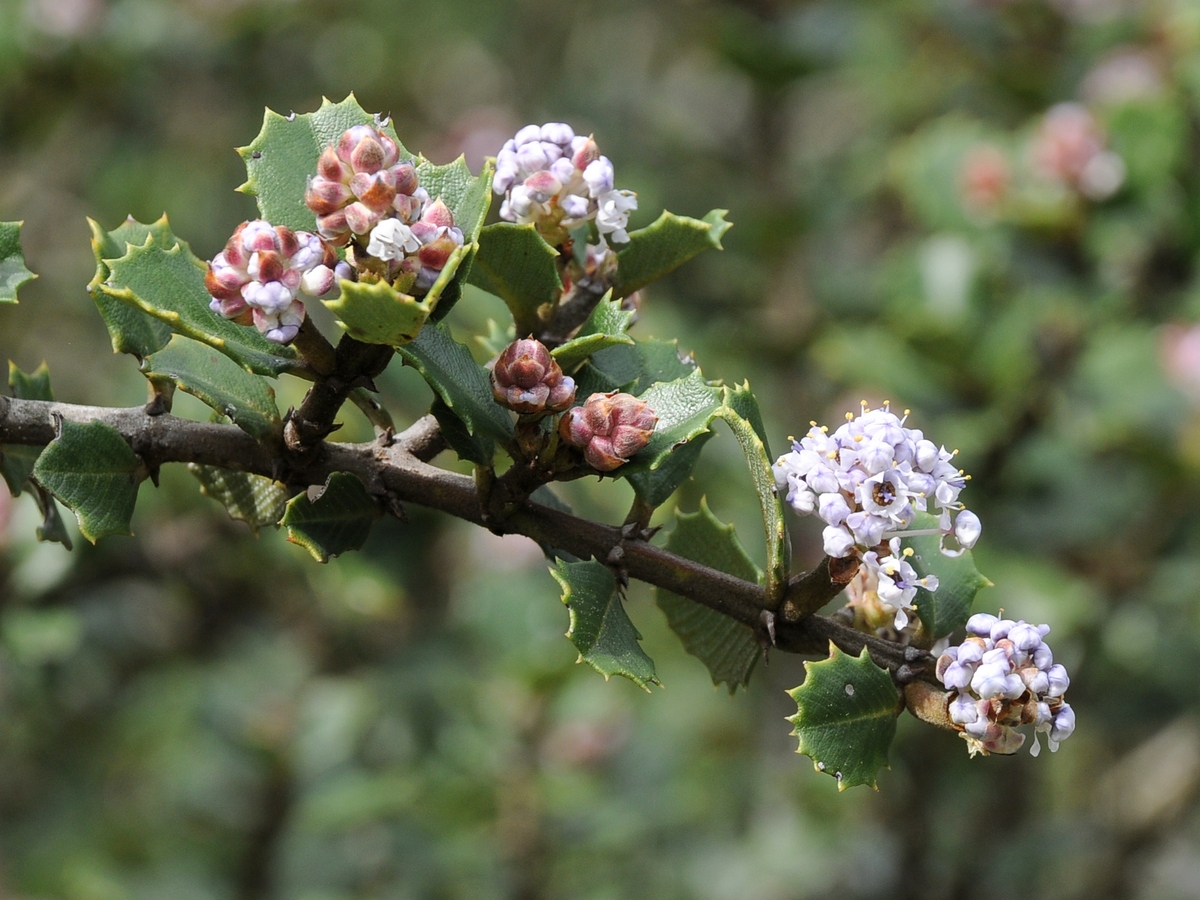 Изображение особи Ceanothus decornutus.