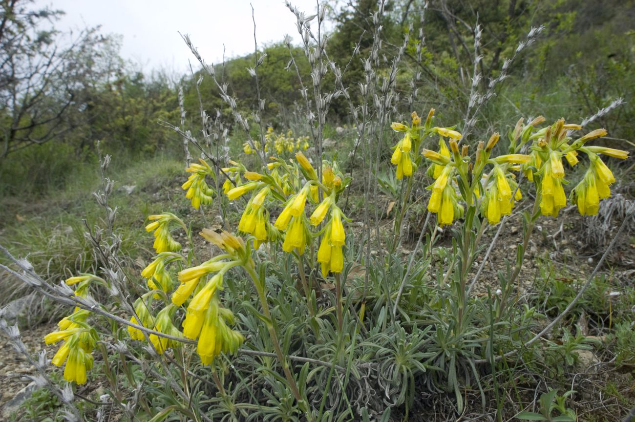 Изображение особи Onosma taurica.