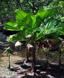 Licuala peltata variety sumawongii. Вегетирующее растение. Малайзия, о-в Пенанг, национальный парк Пенанг, опушка прибрежного леса. 06.05.2017.