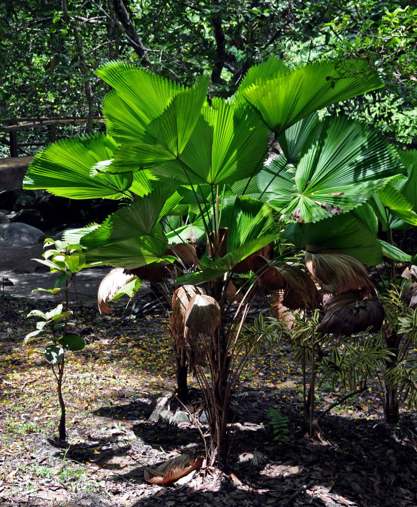 Image of Licuala peltata var. sumawongii specimen.