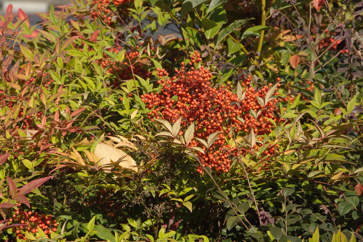 Image of Nandina domestica specimen.