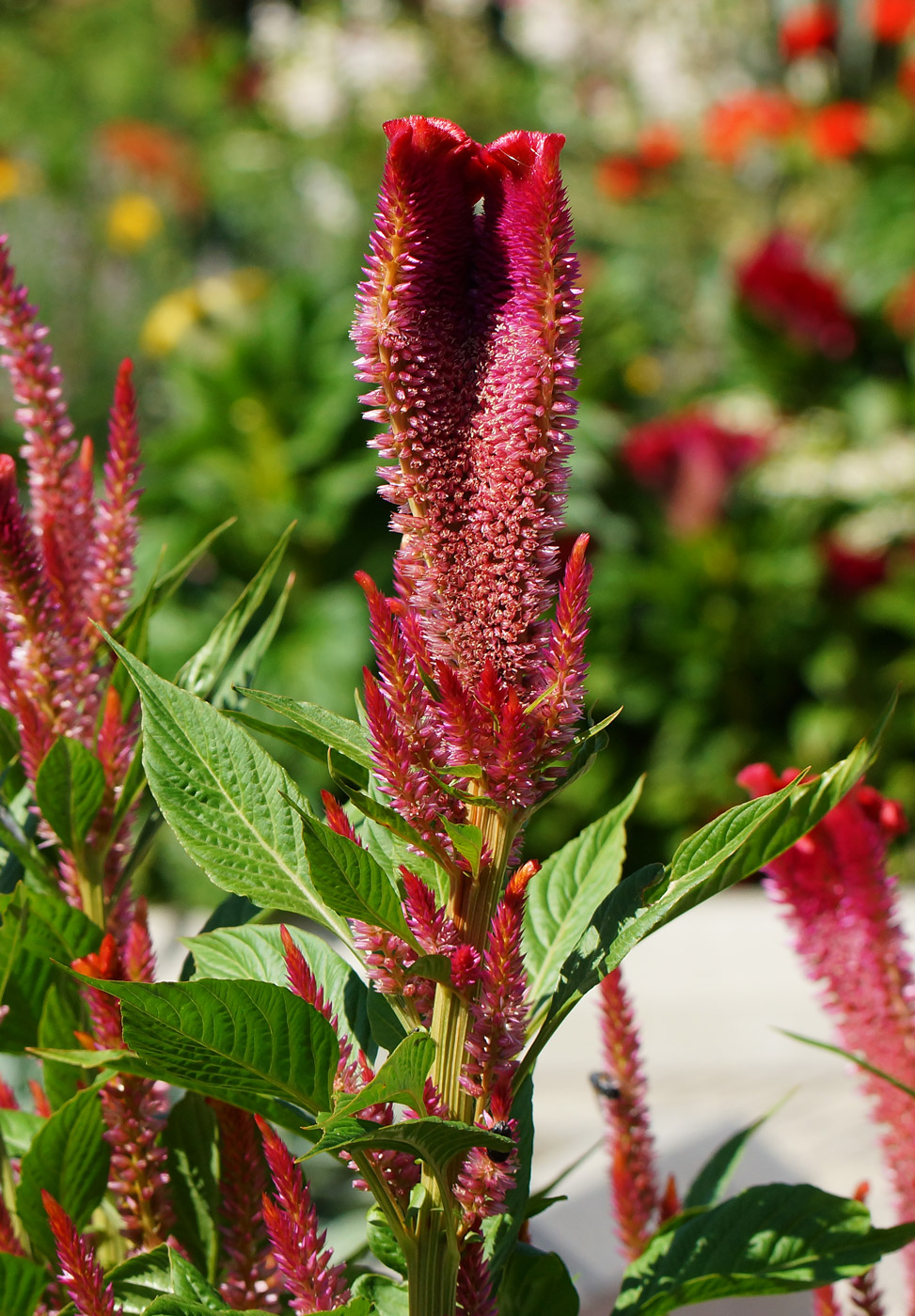 Image of Celosia cristata specimen.