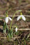 Galanthus nivalis. Цветущие растения. Ленинградская обл., Всеволожский р-н, окр. пос. Куйвози, садоводство, в культуре. 15.04.2018.