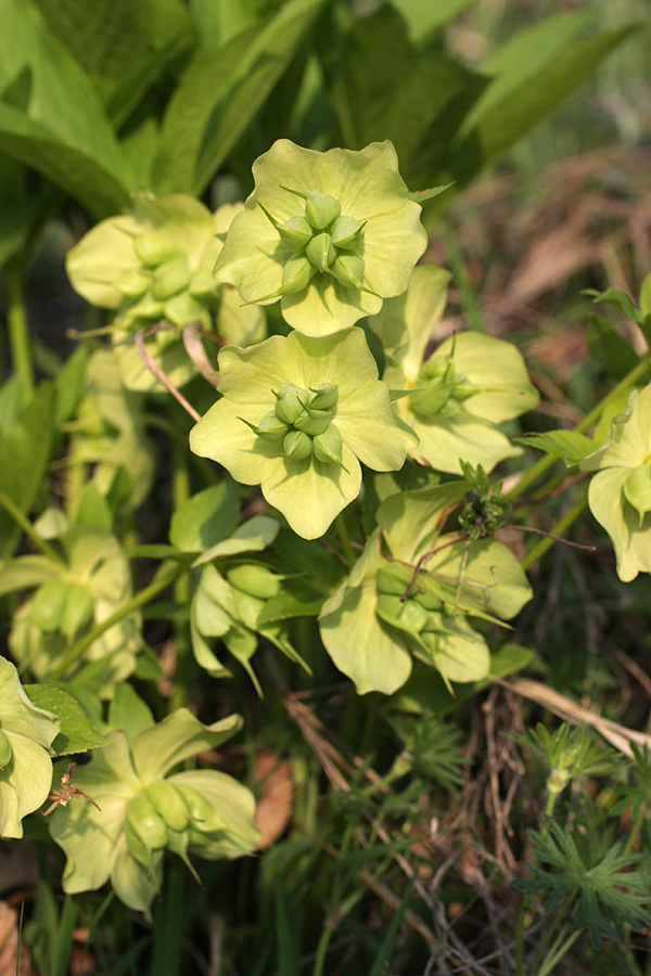 Image of Helleborus caucasicus specimen.