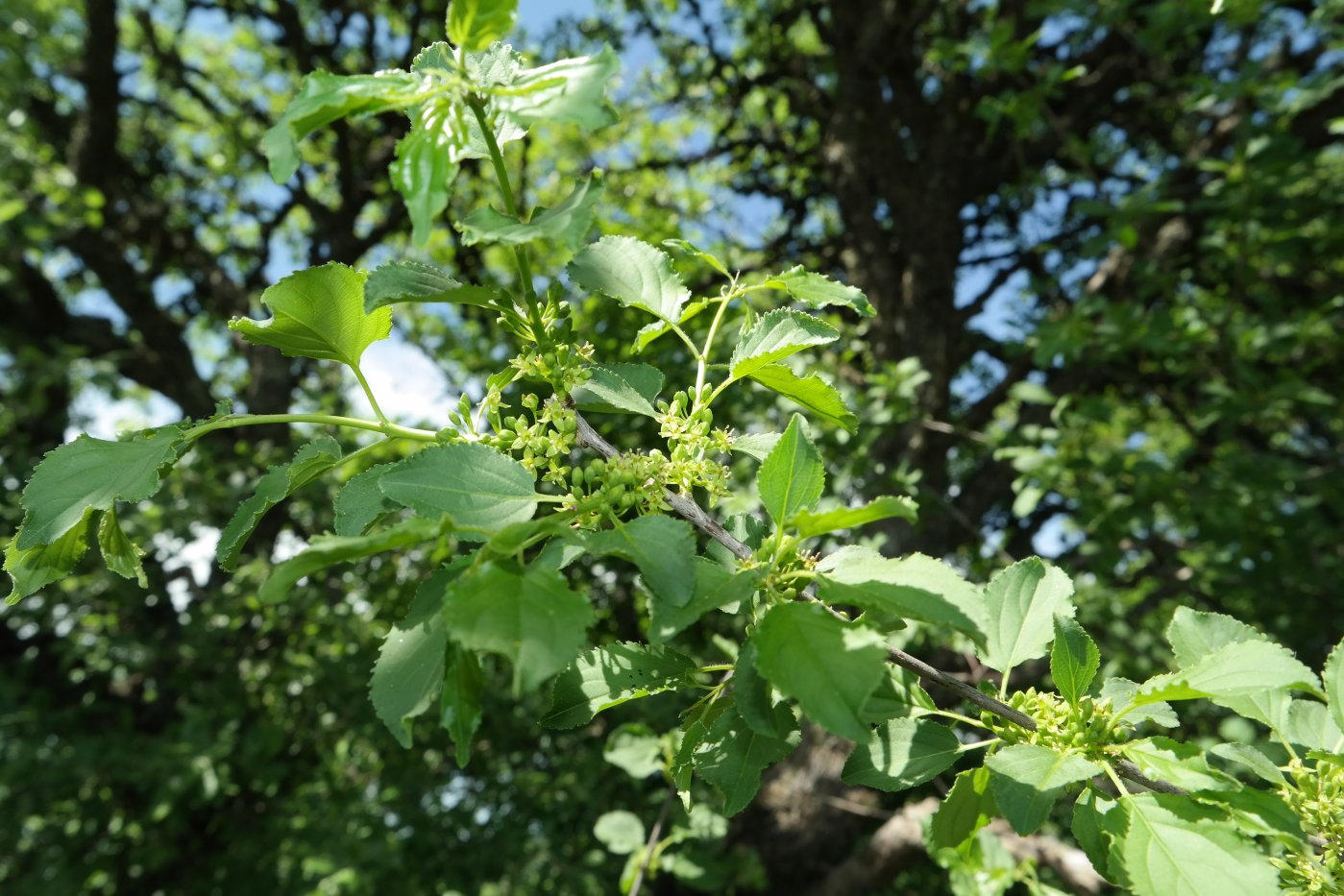 Image of Rhamnus cathartica specimen.