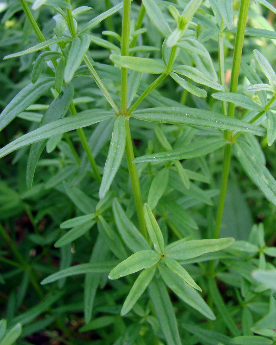 Image of Galium boreale specimen.