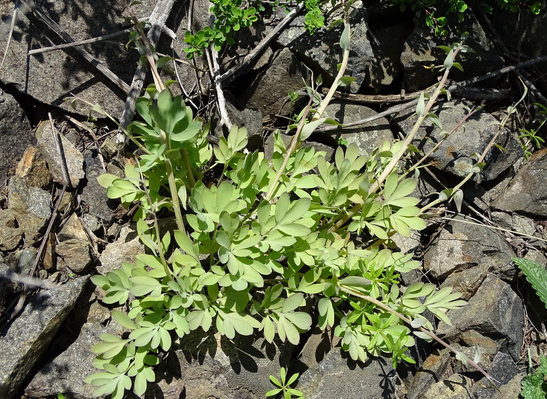 Image of Corydalis schanginii specimen.
