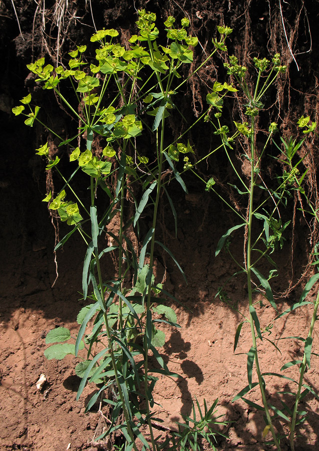 Изображение особи Euphorbia virgata.