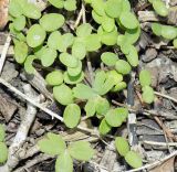 Anemone banketovii