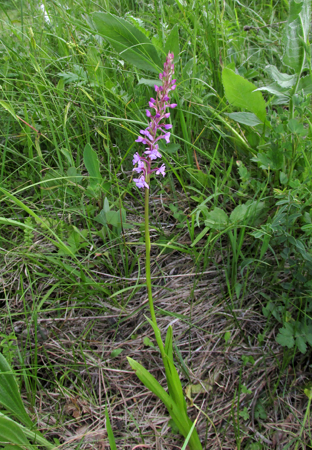 Image of Gymnadenia conopsea specimen.