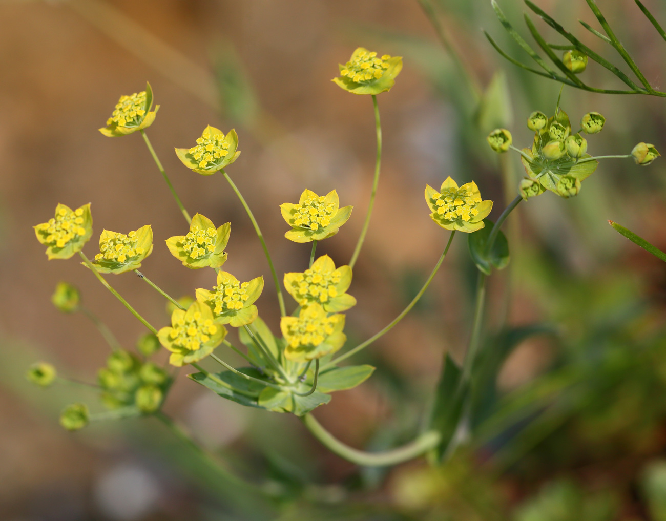 Image of Bupleurum longifolium ssp. aureum specimen.