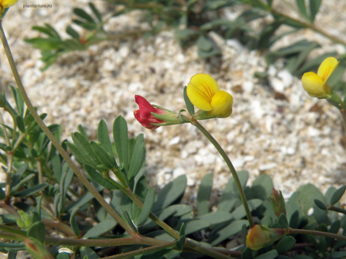 Image of Lotus frondosus specimen.