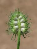 Trifolium echinatum