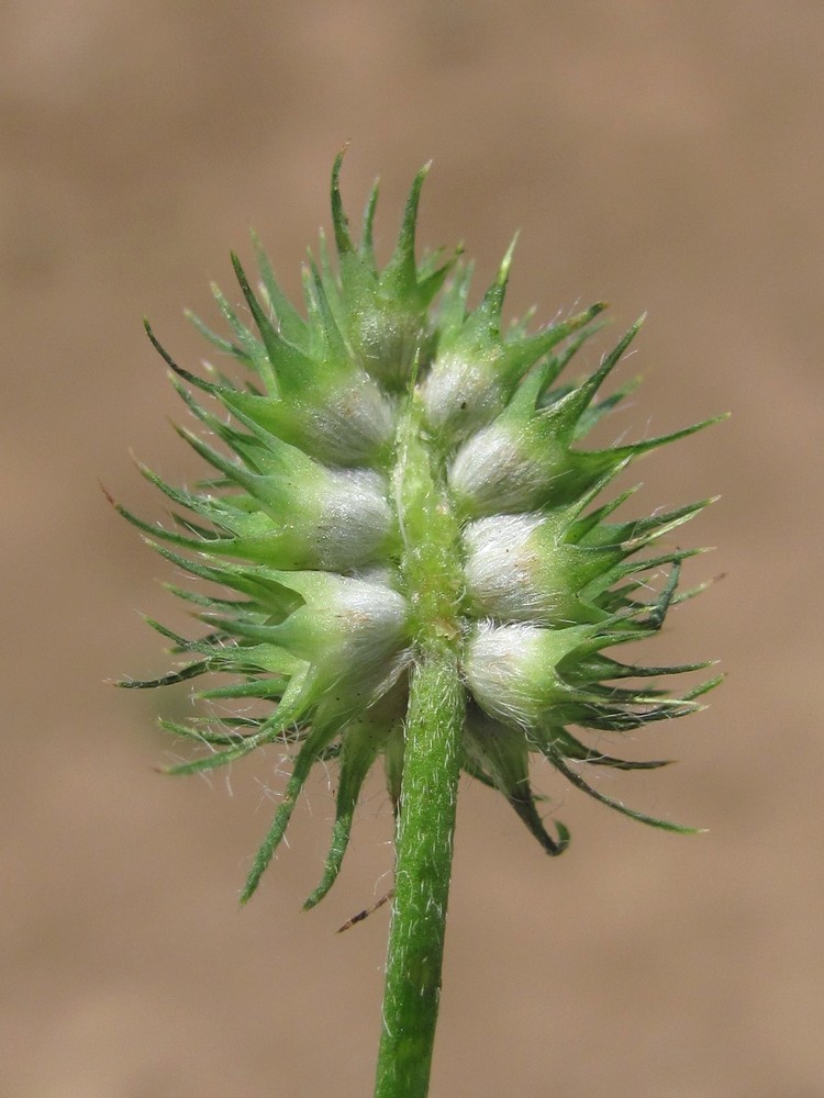 Изображение особи Trifolium echinatum.