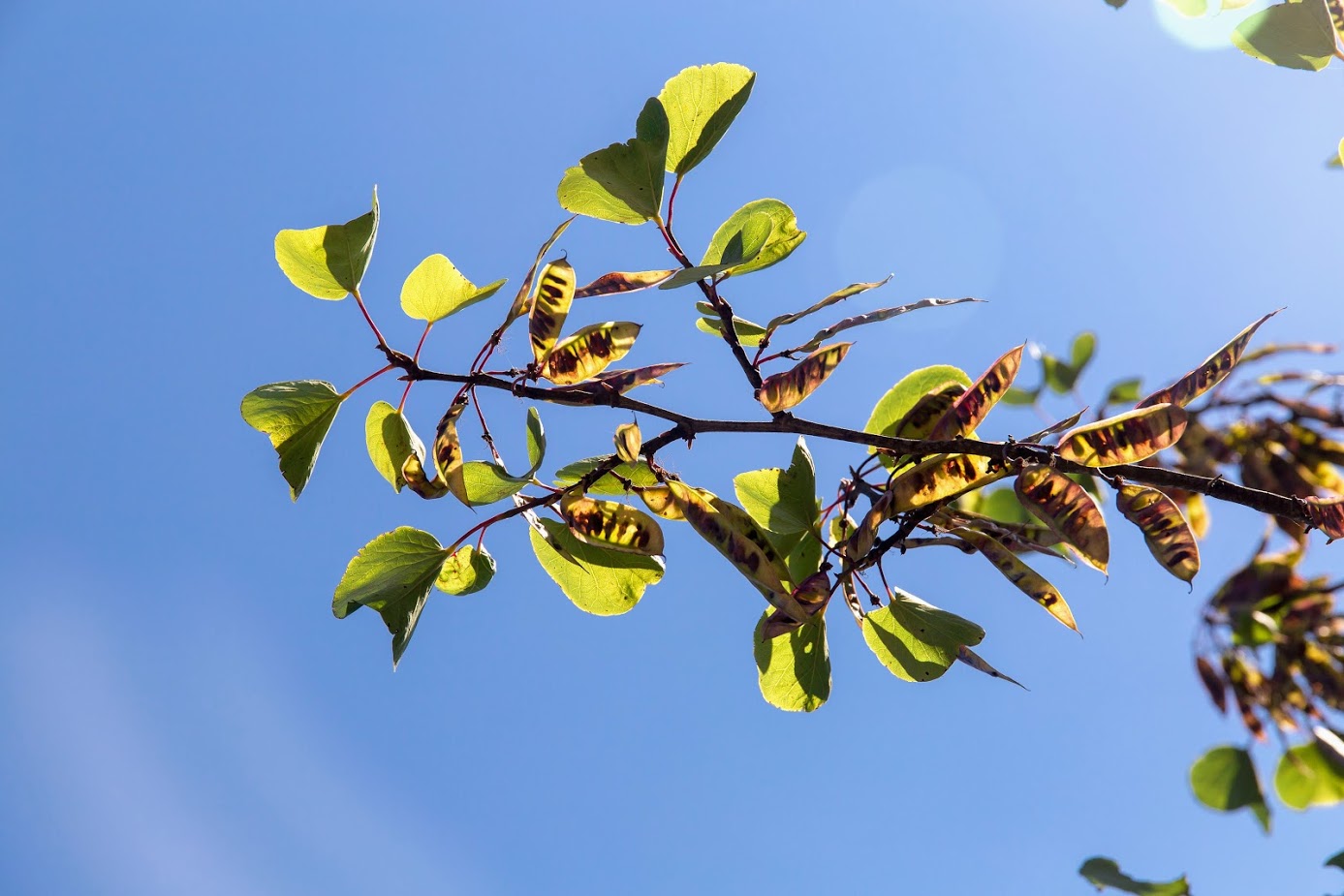 Image of Cercis siliquastrum specimen.