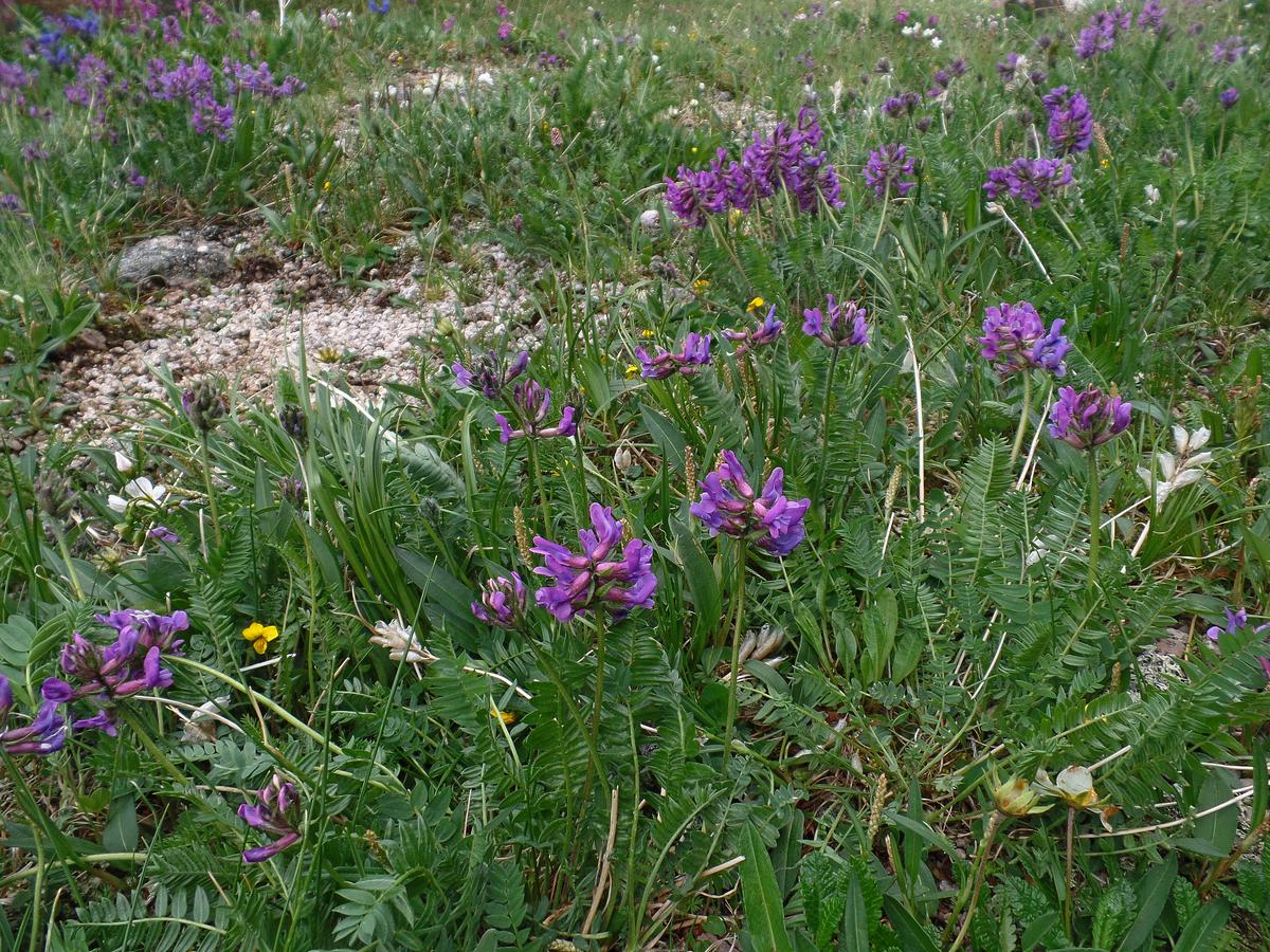 Image of Oxytropis altaica specimen.