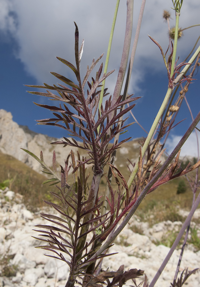 Image of Scabiosa bipinnata specimen.