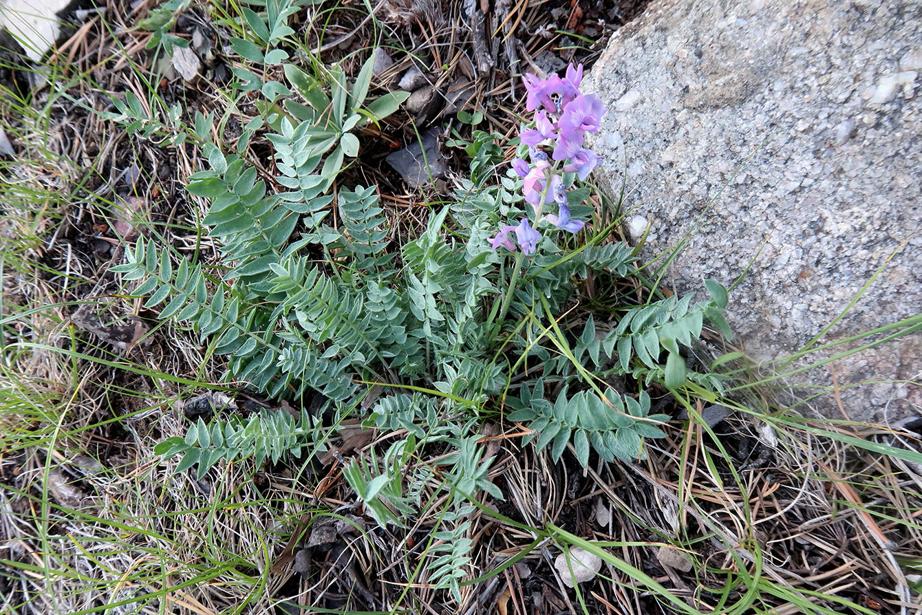 Изображение особи Oxytropis coerulea.