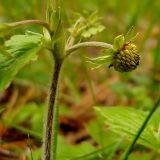 Fragaria vesca