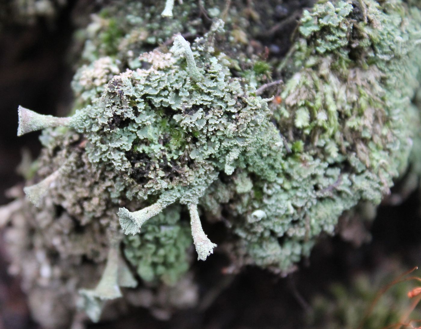 Изображение особи Cladonia digitata.