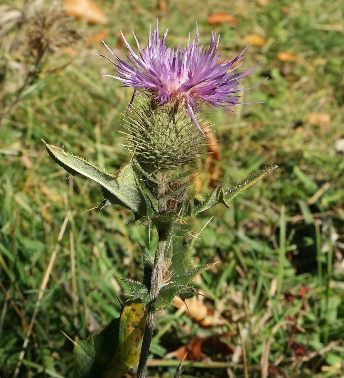 Image of Cirsium laniflorum specimen.