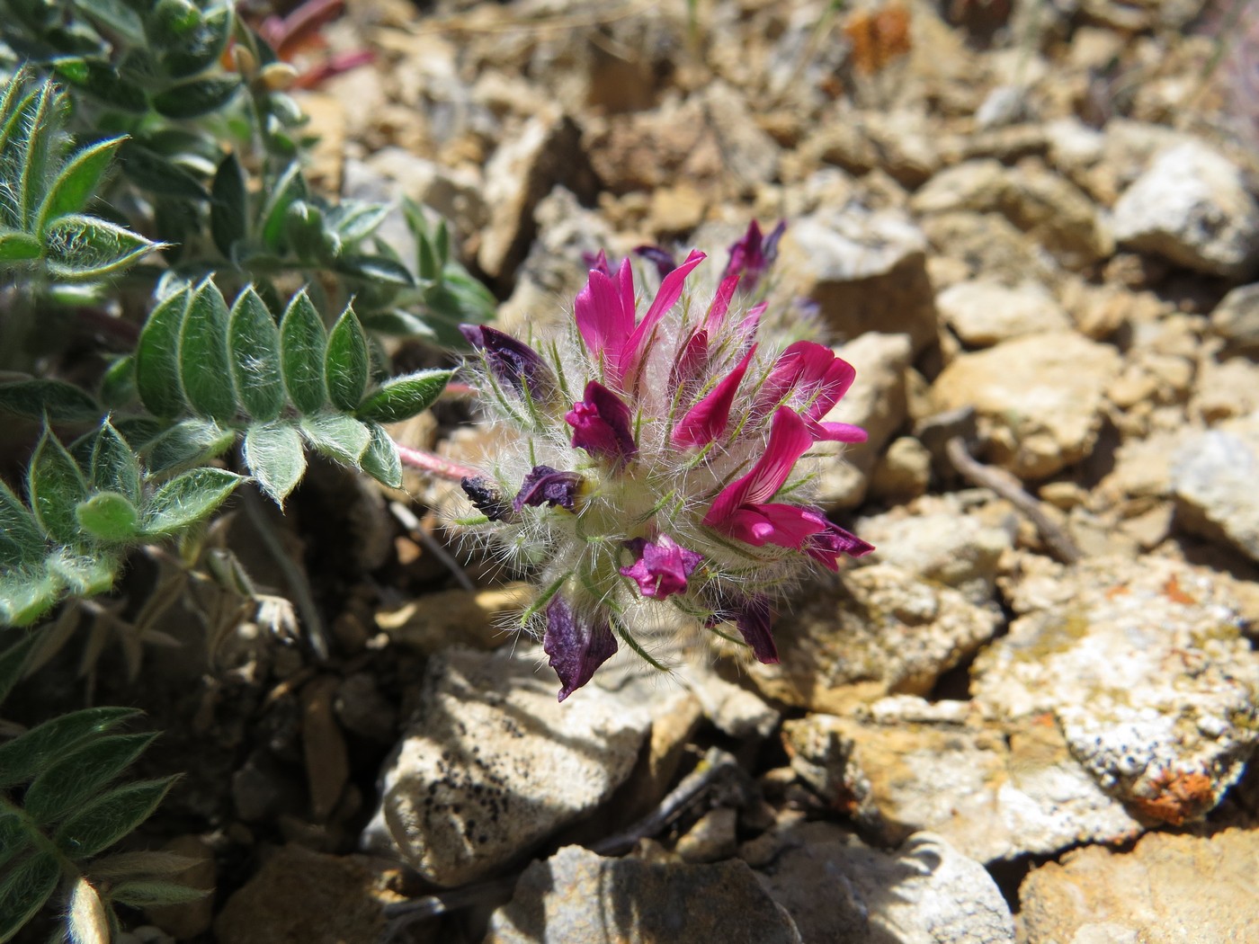 Изображение особи Oxytropis trichocalycina.