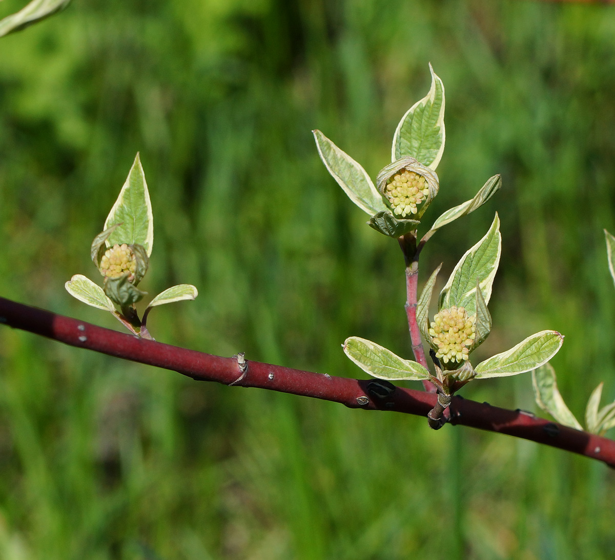 Image of Swida alba var. argenteomarginata specimen.