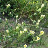 Leucadendron discolor