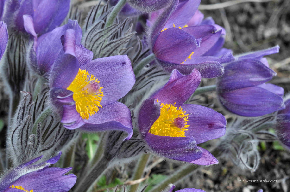 Image of Pulsatilla patens specimen.