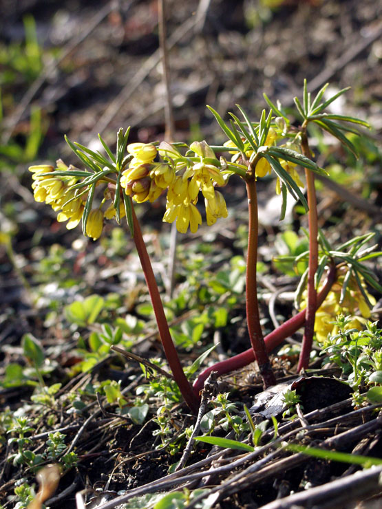 Изображение особи Gymnospermium altaicum.