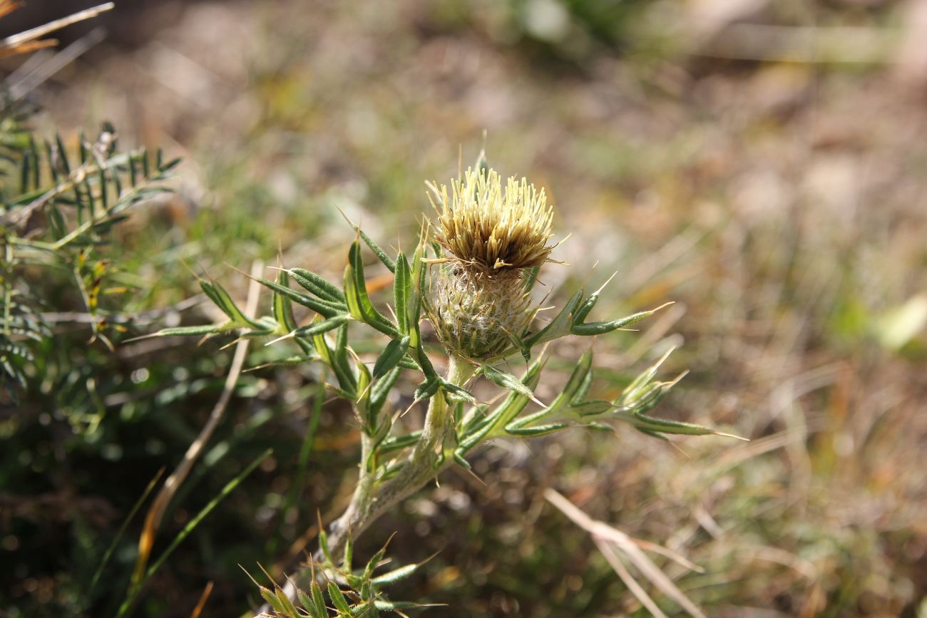 Изображение особи род Cirsium.