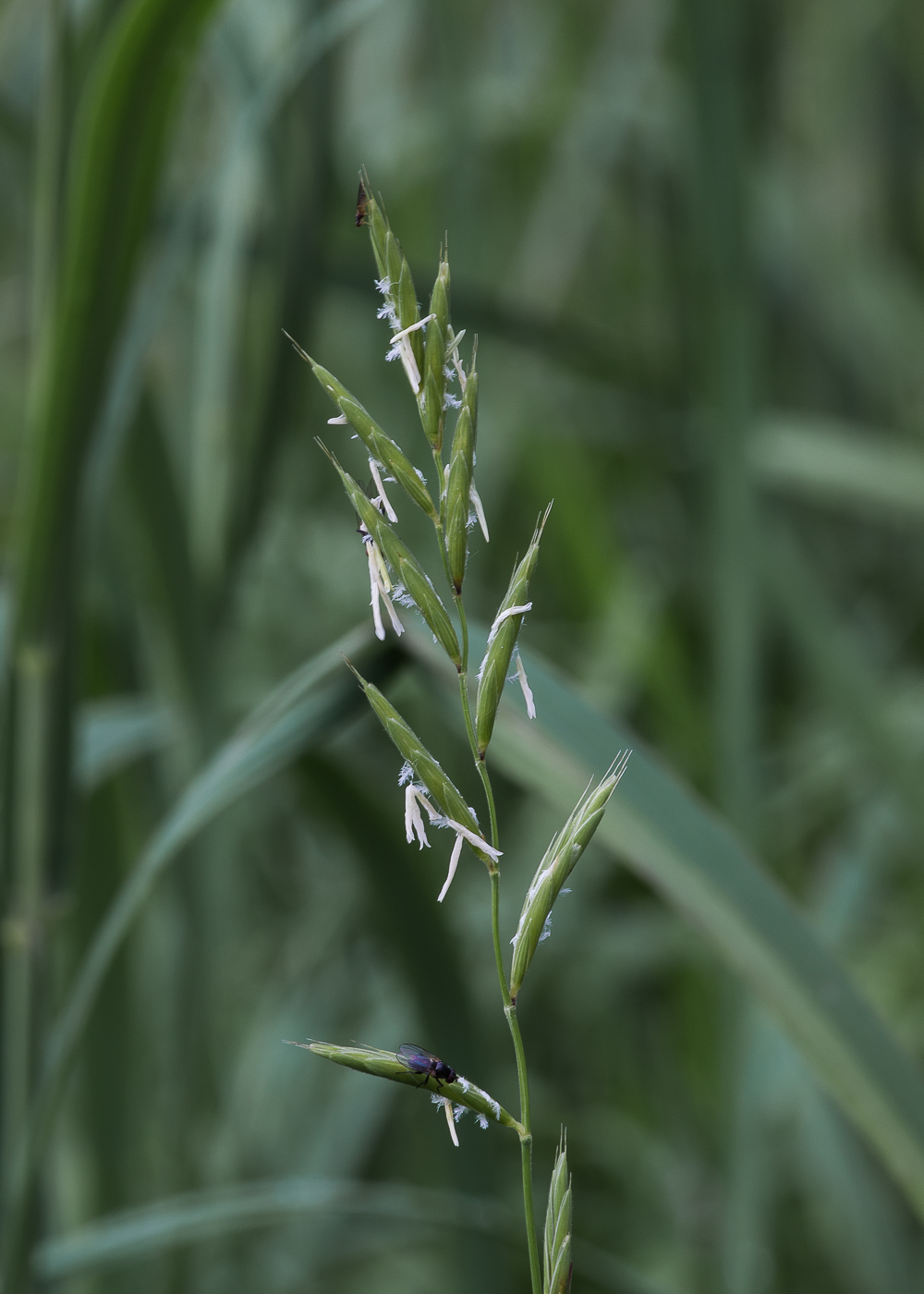 Image of Brachypodium pinnatum specimen.