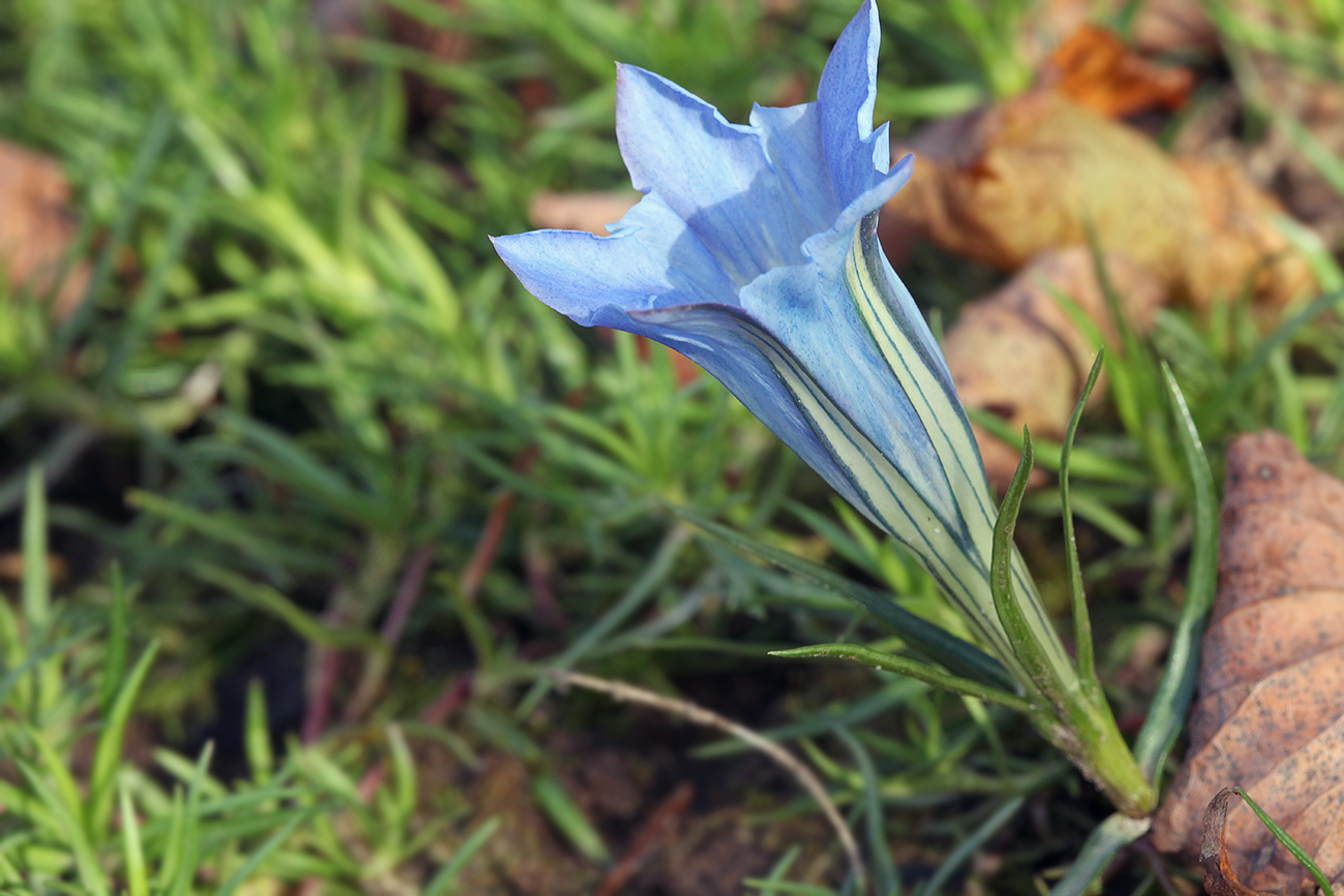 Изображение особи Gentiana sino-ornata.