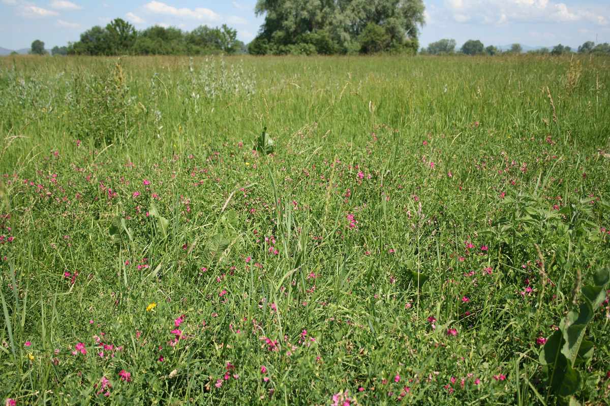 Image of Lathyrus tuberosus specimen.