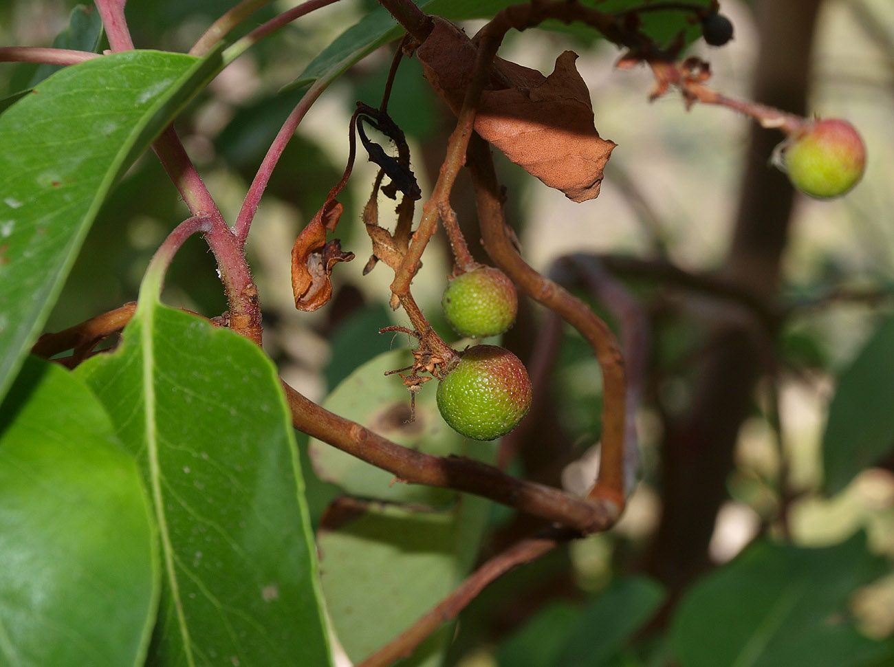 Изображение особи Arbutus andrachne.