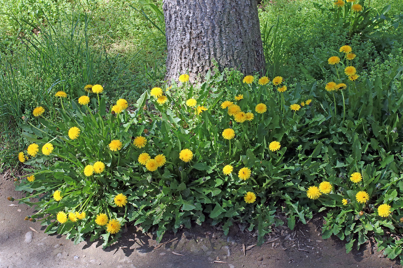 Изображение особи Taraxacum macrochlamydeum.