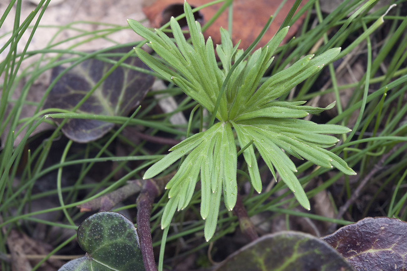 Изображение особи Delphinium schmalhausenii.