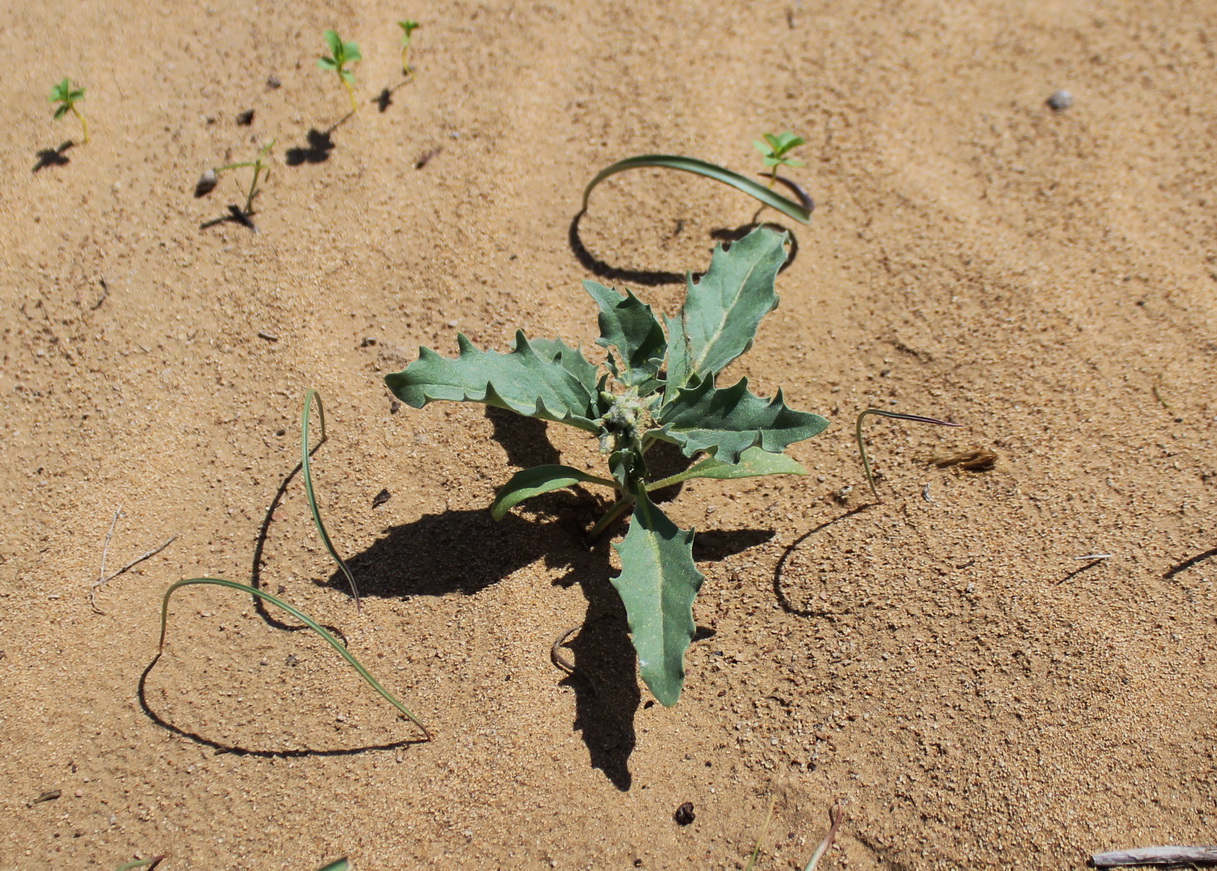 Image of Cithareloma lehmannii specimen.