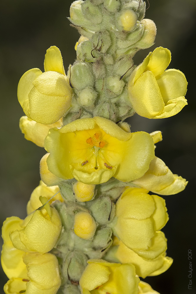 Изображение особи Verbascum densiflorum.