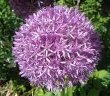 genus Allium. Соцветие. Тверская обл., г. Тверь, Заволжский р-н, ботанический сад ТвГУ, в культуре. 1 июня 2019 г.